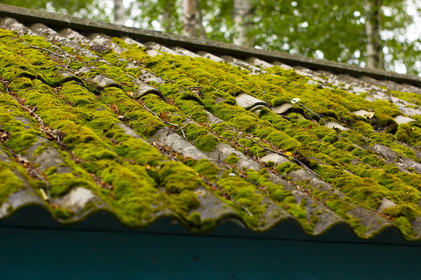 220405212259 moss%20and%20leaves%20on%20the%20roof